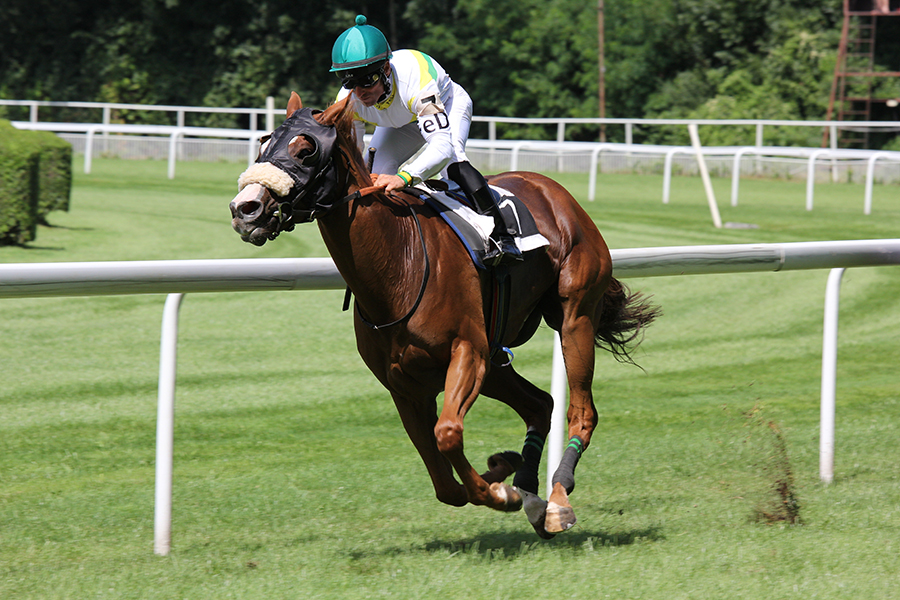 paardenrace afbeelding